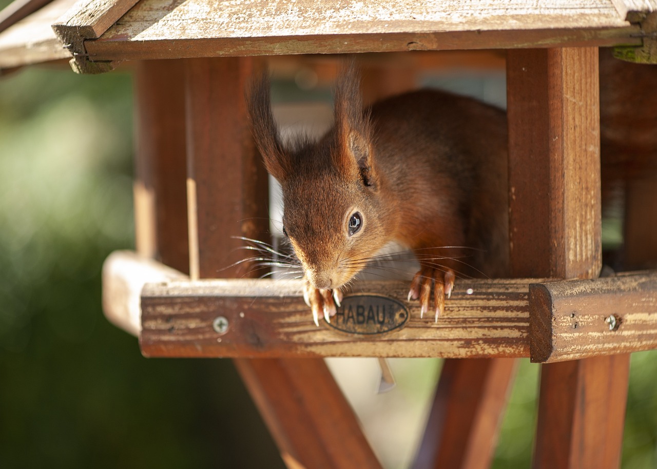 Crafting DIY Bird Feeders for Your Garden Decor